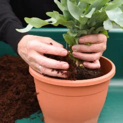 Coco & Coir Coco Boost All Purpose Compost With Added Nutrients - 15L 7 Coco & Coir Coco Boost All Purpose Compost With Added Nutrients - 15L -GreenScape Sales Store 13487131 7344919981151831