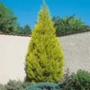 Cupressus Macr. Goldcrest Wilma Pyramid (Cupressus Macrocarpa Goldcrest) 14cm 2 Cupressus Macr. Goldcrest Wilma Pyramid (Cupressus Macrocarpa Goldcrest) 14cm -GreenScape Sales Store 13499857 1824929386722332