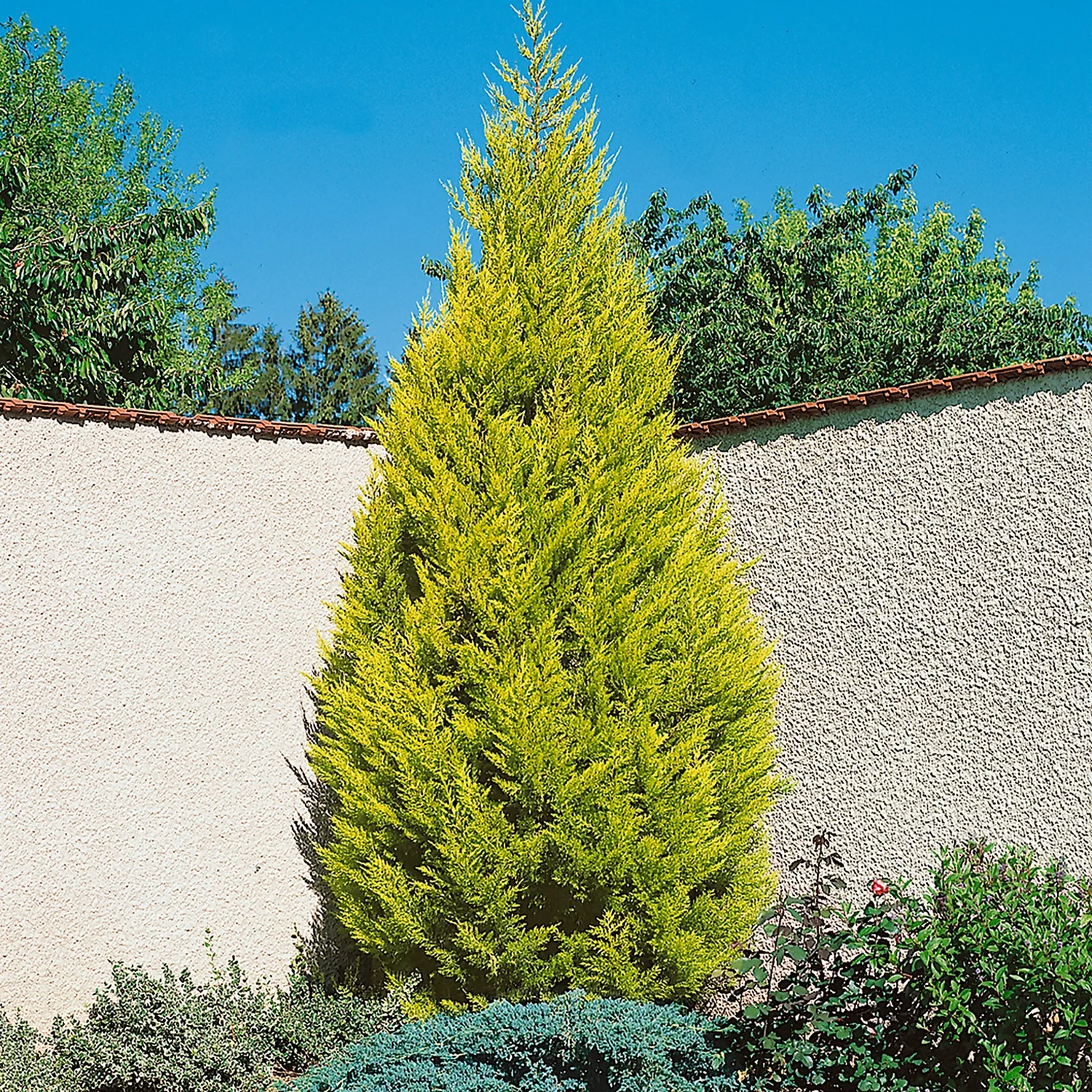 Cupressus Macr. Goldcrest Wilma Pyramid (Cupressus Macrocarpa Goldcrest) 14cm 3 Cupressus Macr. Goldcrest Wilma Pyramid (Cupressus Macrocarpa Goldcrest) 14cm