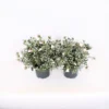 Convolvulus Cneorum 17cm -GreenScape Sales Store 13499874 1585047258867530