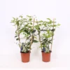 Trachelospermum Jasminoides 12cm Trellis -GreenScape Sales Store 13499876 1885047258956294