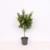Genista Blooming Dreams 17cm STD -GreenScape Sales Store 13500505 1065047258921386