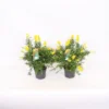 Genista Blooming Dreams 13cm 1 Genista Blooming Dreams 13cm -GreenScape Sales Store 13500516 1285047259072139