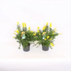 Genista Blooming Dreams 13cm