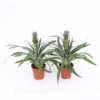 Pineapple 13 Cm -GreenScape Sales Store 13505081 2145037175520892