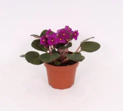 None Saintpaulia Mix - 12cm -GreenScape Sales Store 13505094 4604949768745111