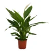 Spathiphyllum (Peace Lily) House Plant - 17cm -GreenScape Sales Store 13510285 1854919029918071