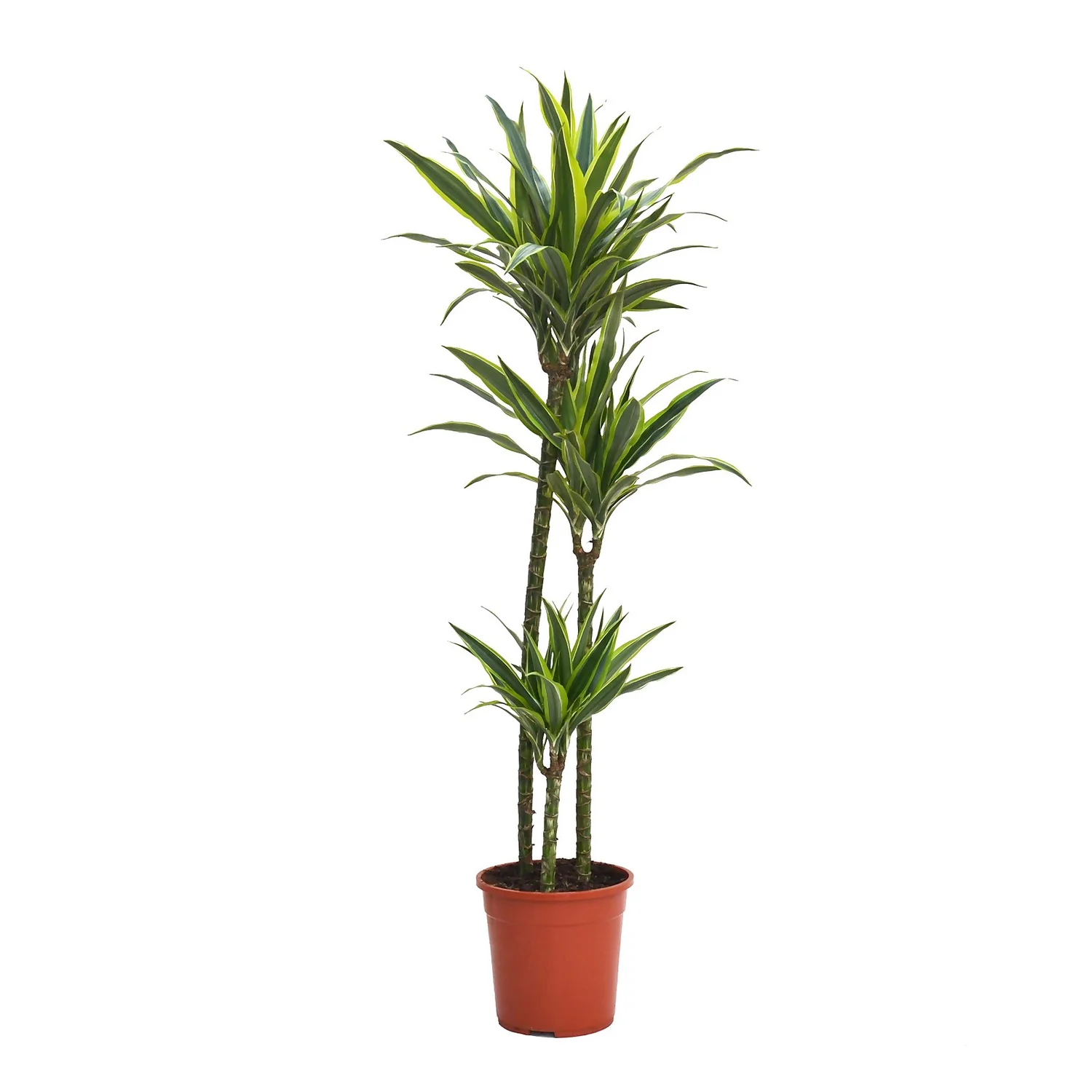 Dracaena Deremensis Lemon Lime Jumbo (Dragon Tree) 90-60-30cm - Pot Size 24cm 3 Dracaena Deremensis Lemon Lime Jumbo (Dragon Tree) 90-60-30cm - Pot Size 24cm