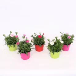 Dianthus Oscar Mix 10.5cm