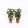 Jasmine Polyanthum 12cm Trellis -GreenScape Sales Store 13515363 1725047258978098