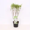 Exochorda Pearlbush Magical Springtime 21cm -GreenScape Sales Store 13515384 6115047259021718