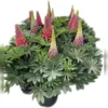 West Country Lupins Mix 5L 2 West Country Lupins Mix 5L -GreenScape Sales Store 13515400 1065053229762916