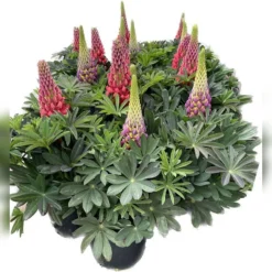 West Country Lupins Mix 5L