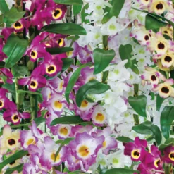 Dendrobium Nobile Mix -GreenScape Sales Store 13515402 1264942291463922