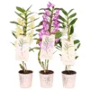 Dendrobium Nobile Mix -GreenScape Sales Store 13515402 3104941823882512