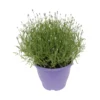 Lavender Angustifolia 26cm Purple Bowl -GreenScape Sales Store 13515418 2645033834087511