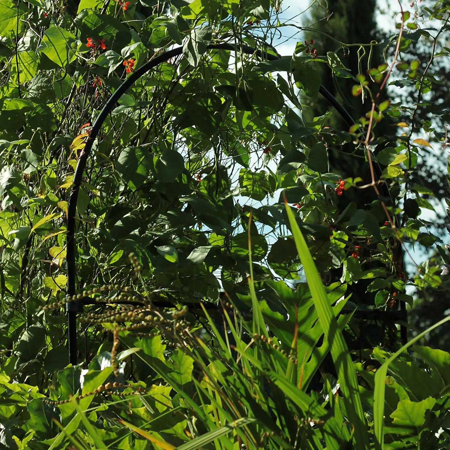 Agriframes Round Garden Screen - W 90cm X H 1.5m - Black 4 Agriframes Round Garden Screen - W 90cm X H 1.5m - Black - Image 2