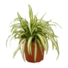 Chlorophytum 'Spider Plant' Comosum 'Variegatum -GreenScape Sales Store 13528685 4064924411093308