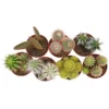 Cactus Mix In 8.5cm Pot -GreenScape Sales Store 13528689 1184924200757500