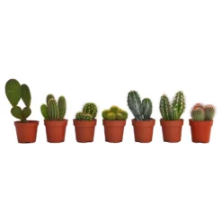 Cactus Mix In 8.5cm Pot -GreenScape Sales Store 13528689 5664924200795540
