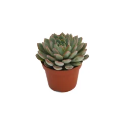 Echeveria Mix 10.5cm 9 Echeveria Mix 10.5cm -GreenScape Sales Store 13528697 1205036620817067