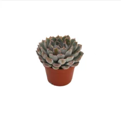 Echeveria Mix 10.5cm 11 Echeveria Mix 10.5cm -GreenScape Sales Store 13528697 1385036620887390