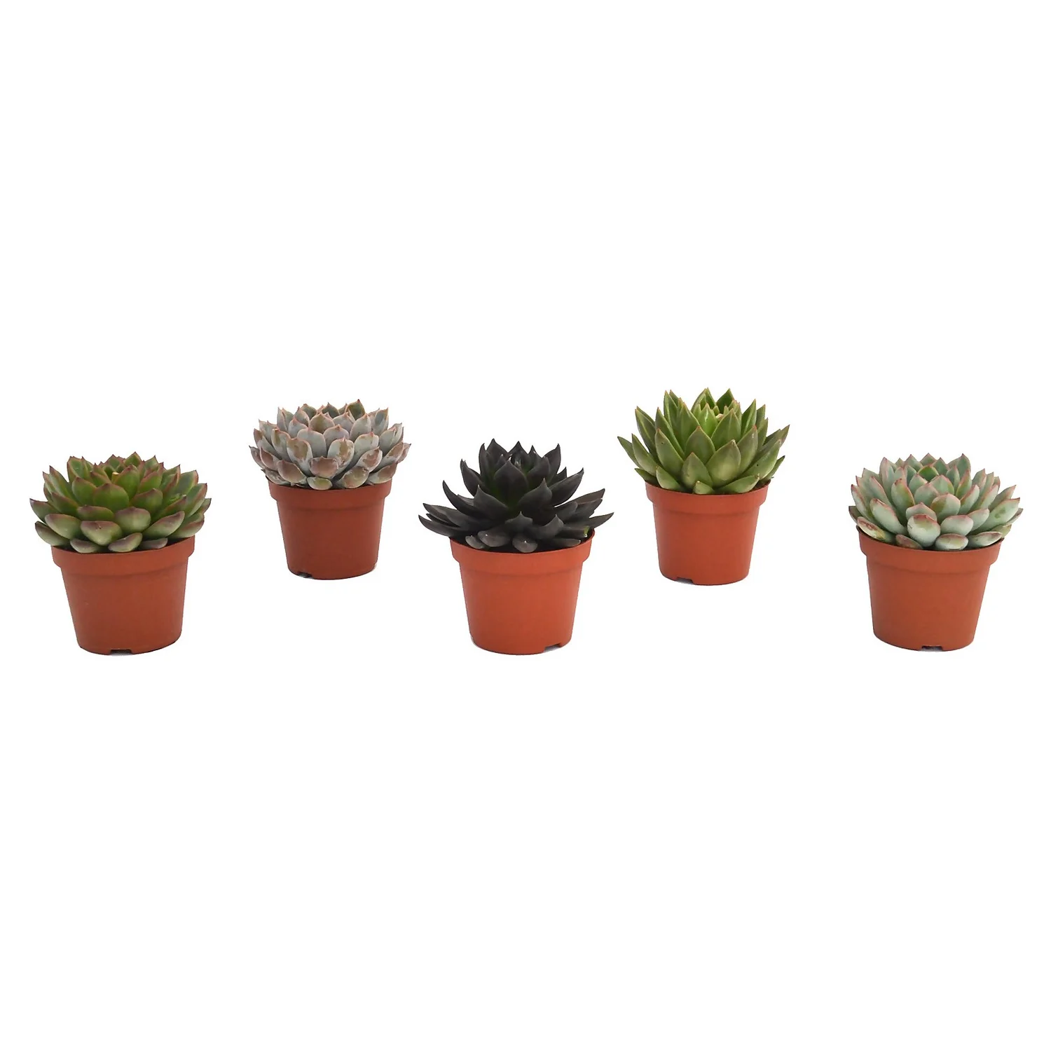 Echeveria Mix 10.5cm 3 Echeveria Mix 10.5cm