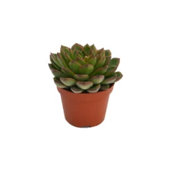 Echeveria Mix 10.5cm 13 Echeveria Mix 10.5cm -GreenScape Sales Store 13528697 6275036620959987