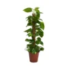 Scindapsus (Devils Ivy) 80cm Mosspole - Pot Size 19cm 2 Scindapsus (Devils Ivy) 80cm Mosspole - Pot Size 19cm -GreenScape Sales Store 13528700 1484924411194429