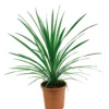 Cordyline Australis Special Mix 17cm -GreenScape Sales Store 13530282 1184929386883084