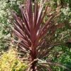 Cordyline Australis Red 17cm -GreenScape Sales Store 13530286 5404929385364796