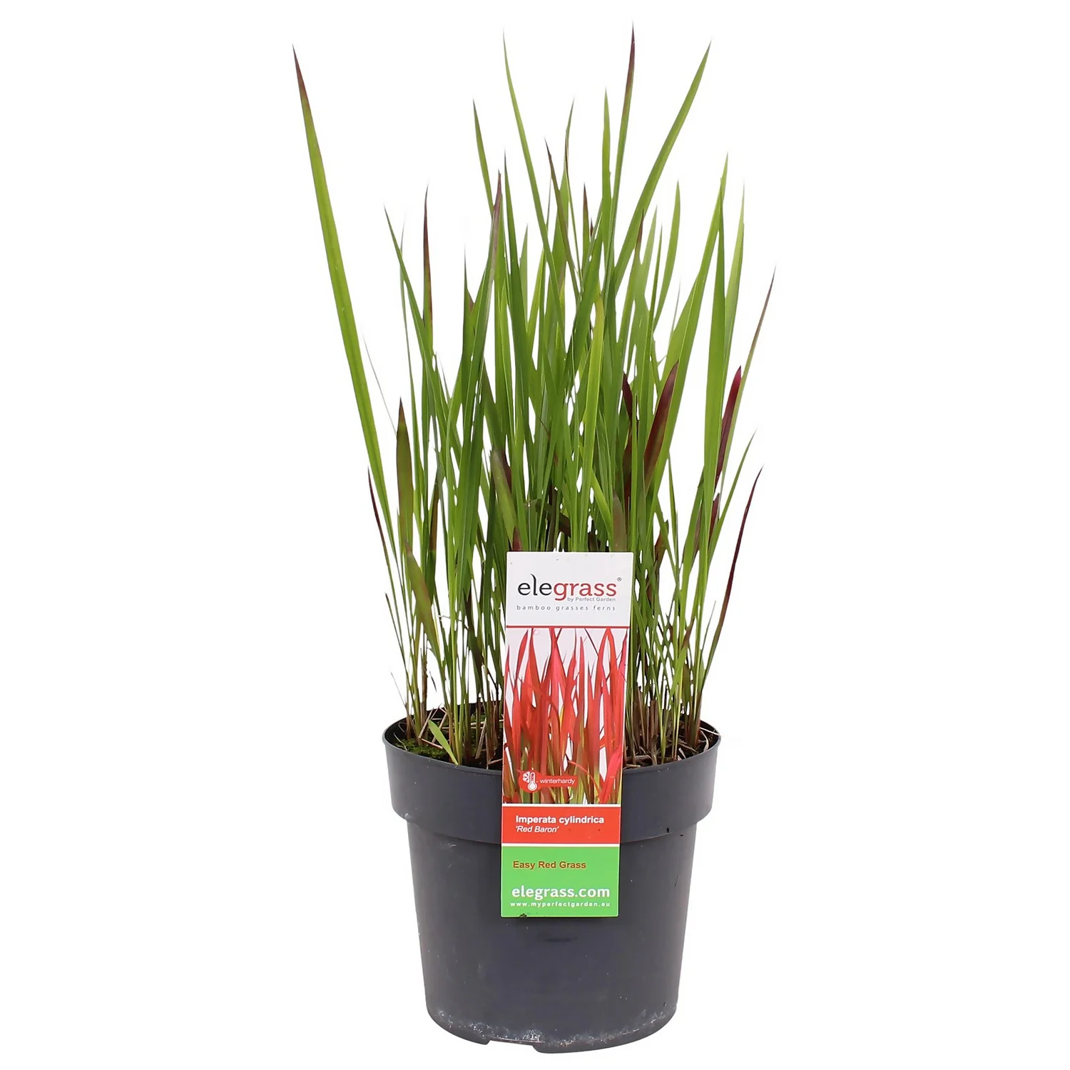Grass Imperata Red Baron 19cm 3 Grass Imperata Red Baron 19cm