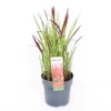 Grass Imperata Red Baron 14cm -GreenScape Sales Store 13643012 1155047258857480
