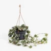 Ceropegia Woodii (String Of Hearts) In Hanging Basket -GreenScape Sales Store 13644992 1594959888241470