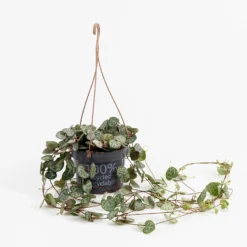 Ceropegia Woodii (String Of Hearts) In Hanging Basket