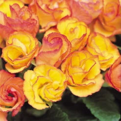 Primrose Mix Large 6 Pack Spring (Primula Acaulis) -GreenScape Sales Store 13721699 1254964324618949