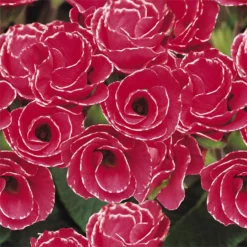 Primrose Mix Large 6 Pack Spring (Primula Acaulis) -GreenScape Sales Store 13721699 2984964324665995