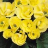 Primrose Mix Large 6 Pack Spring (Primula Acaulis) -GreenScape Sales Store 13721699 9754964324573376