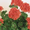 Geranium Orange 1L 1 Geranium Orange 1L -GreenScape Sales Store 13809744 6494964324534385