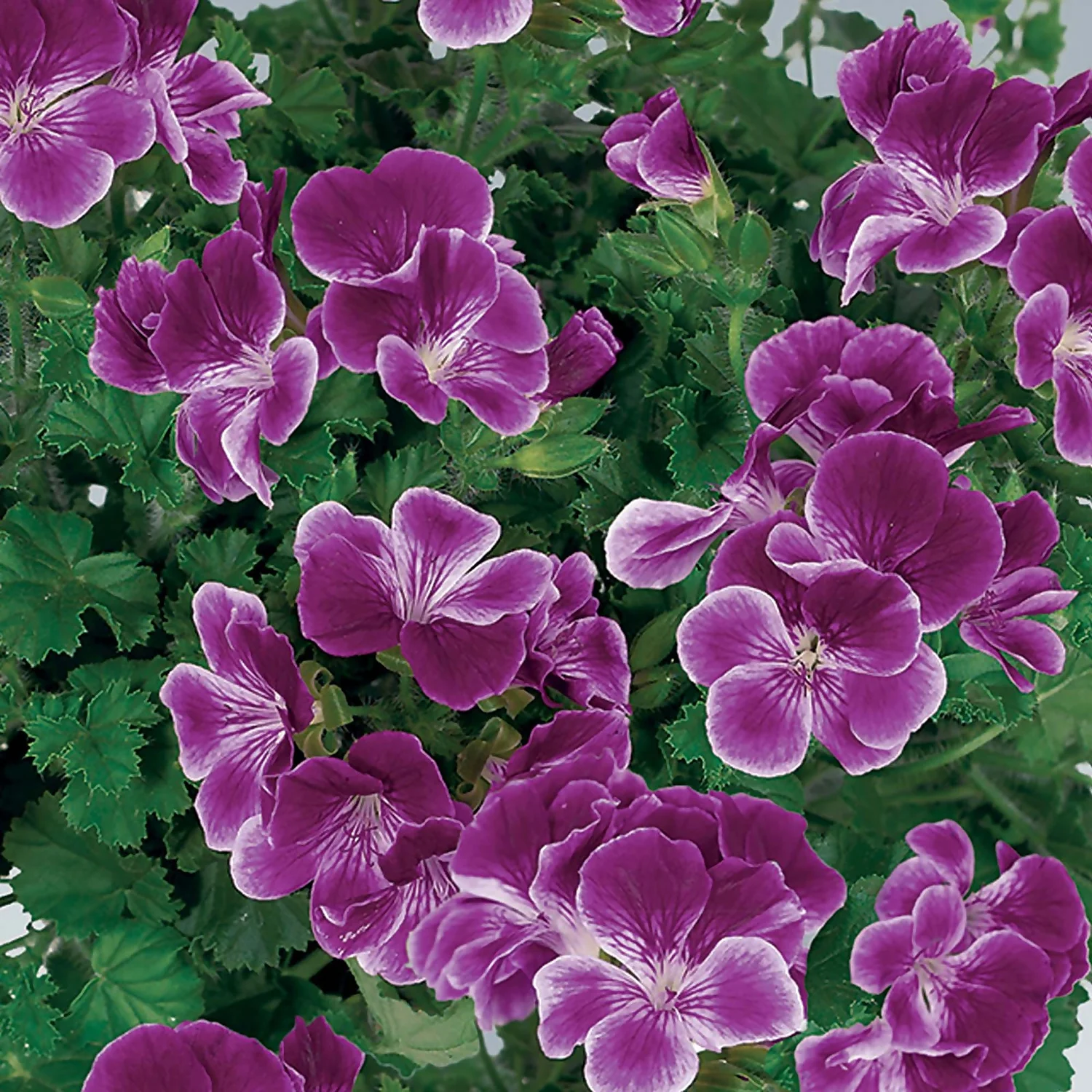 Geranium Purple 1L 3 Geranium Purple 1L