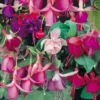 Fuchsia Trailing Mix 1L -GreenScape Sales Store 13809746 7574964324534202