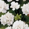 Geranium White 1L -GreenScape Sales Store 13809751 1064964324580621