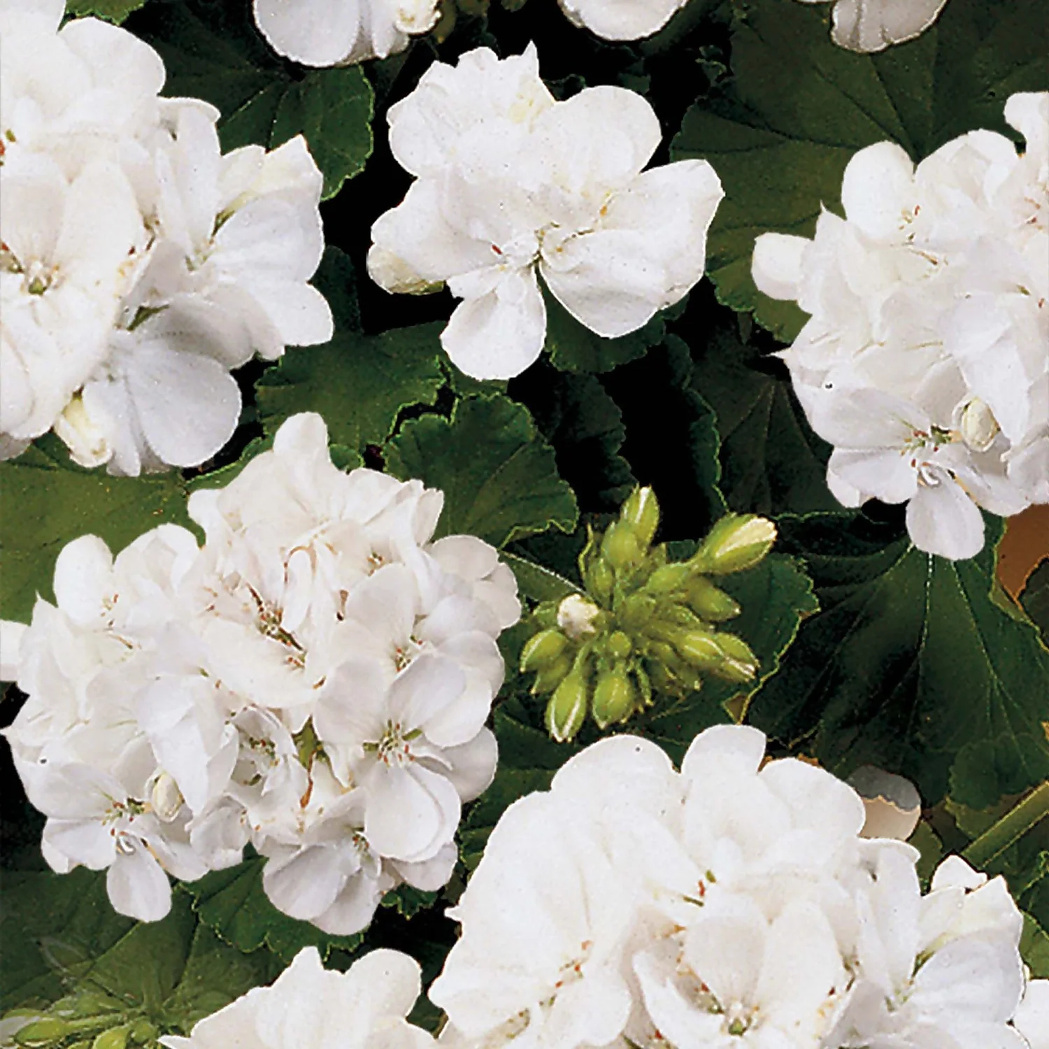 Geranium White 1L 3 Geranium White 1L