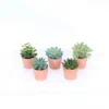 Succulents In Terracotta Pot 7 Cm