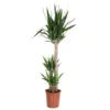 None Yucca Houseplant- 24cm -GreenScape Sales Store 13857068 1504959901653447