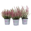 None Calluna Vulgaris Twins -GreenScape Sales Store 13864911 1604990012272876