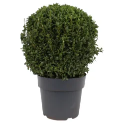 None Buxus Ball 6.5L