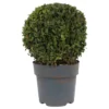 None Buxus Ball 3L -GreenScape Sales Store 13864914 2034991243627079