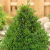 None Buxus Ball 29cm Pot 1 None Buxus Ball 29cm Pot -GreenScape Sales Store 13864915 1884991250046215