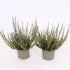 Calluna Vulgaris Mix - 9cm -GreenScape Sales Store 13898036 8024991512380147